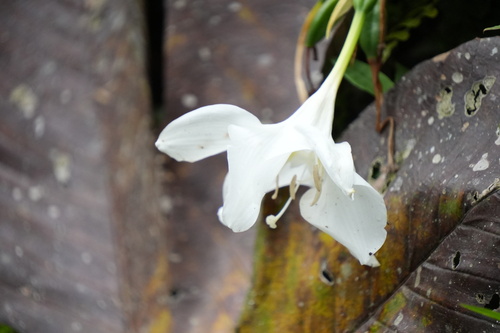 Urceolina grandiflora observed 2025-06-22