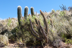 Cleistocactus buchtienii