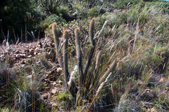 Cleistocactus buchtienii