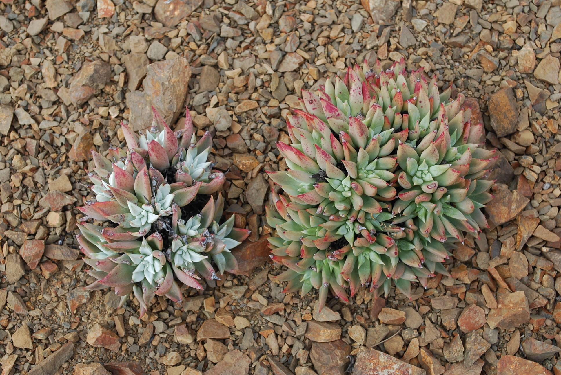 Dudleya albiflora