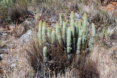 Cleistocactus buchtienii