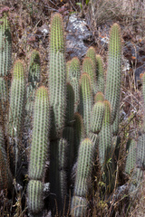 Cleistocactus buchtienii