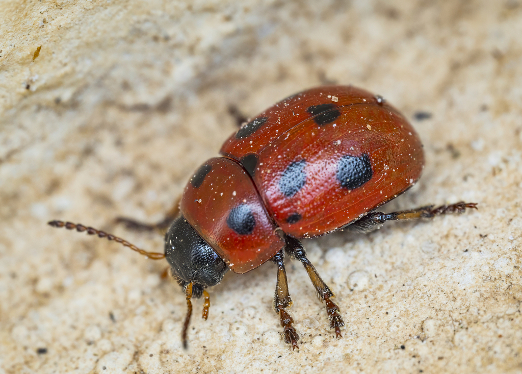 Gonioctena fornicata