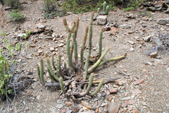 Cleistocactus buchtienii