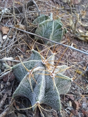 Astrophytum ornatum