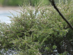 Kunzea linearis