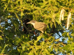 Curruca crassirostris