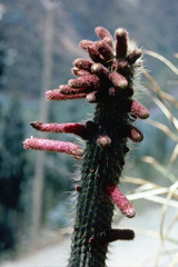Cleistocactus buchtienii