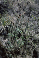 Cleistocactus buchtienii