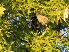 Curruca crassirostris
