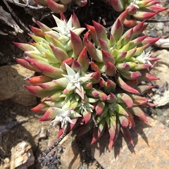 Dudleya albiflora