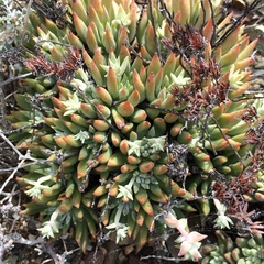 Dudleya albiflora
