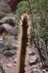 Cleistocactus buchtienii