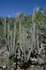 Cleistocactus buchtienii