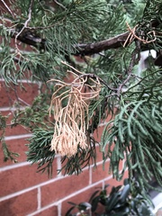 Pestalotiopsis funerea