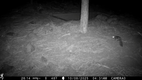 Humboldt's Flying Squirrel observed by deschutesander