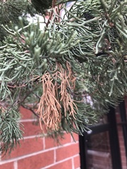 Pestalotiopsis funerea