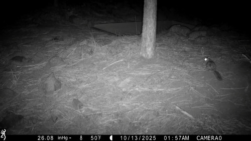 Humboldt's Flying Squirrel observed by deschutesander