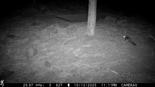 Humboldt's Flying Squirrel observed by deschutesander