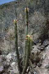 Cleistocactus buchtienii