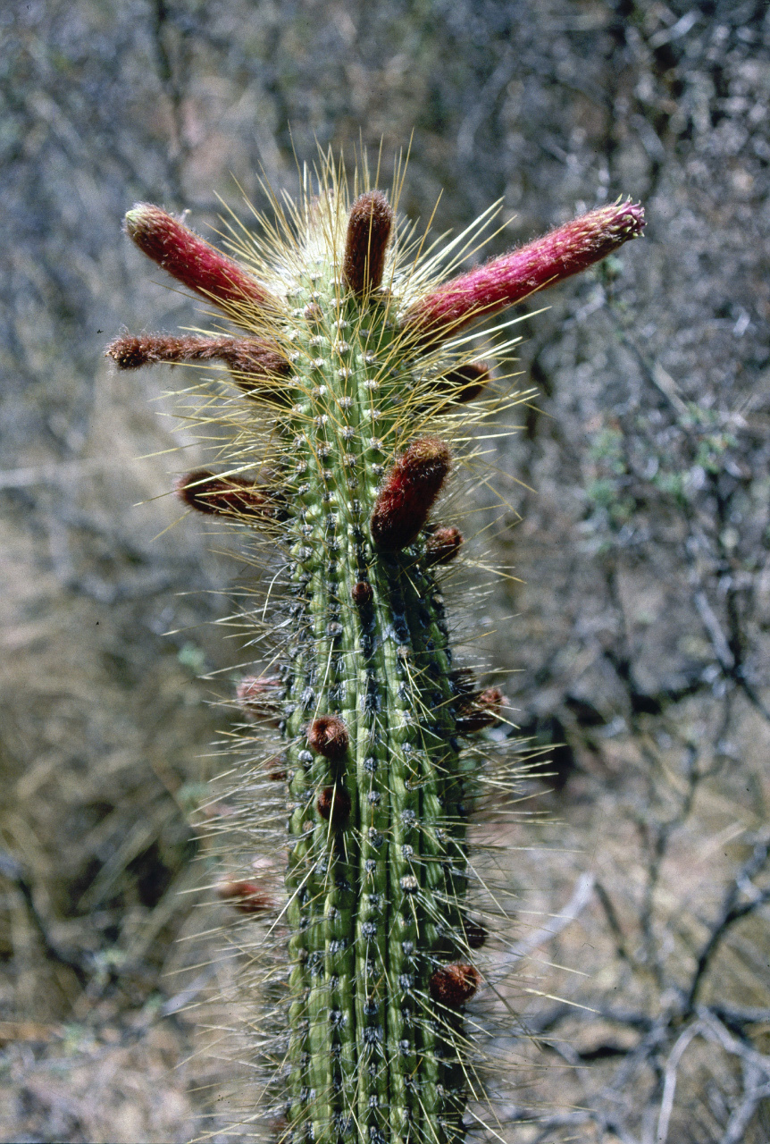Cleistocactus buchtienii