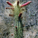 Cleistocactus buchtienii - Photo (c) Martin Lowry, algunos derechos reservados (CC BY-NC), subido por Martin Lowry