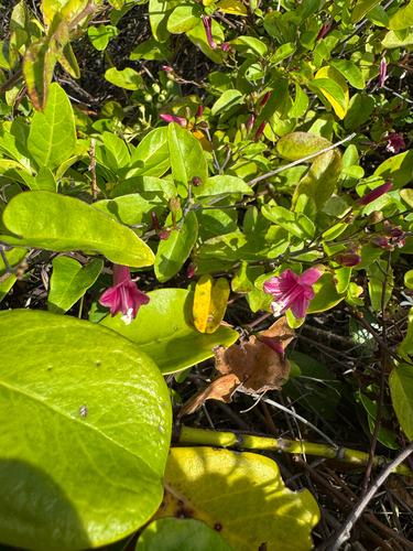 Cambustera De Costa (Jacquemontia solanifolia)