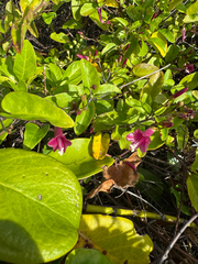 Jacquemontia solanifolia, photograph Matteo Bellucci, CC BY, iNaturalist via GBIF