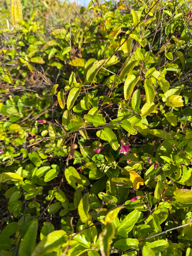 Jacquemontia solanifolia, photograph 6