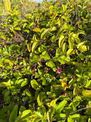 Jacquemontia solanifolia, photograph Matteo Bellucci, CC BY, iNaturalist via GBIF