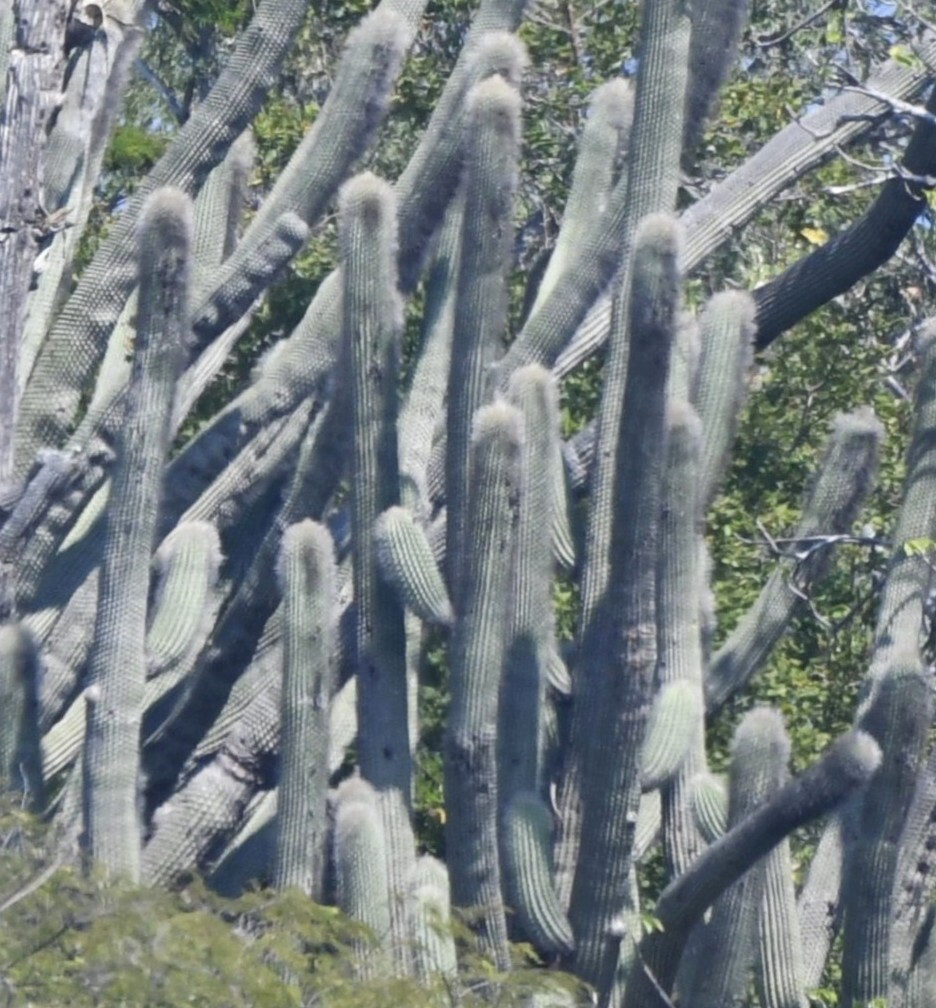 Cephalocereus apicicephalium