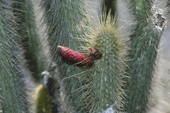 Cleistocactus buchtienii