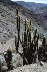 Cleistocactus buchtienii