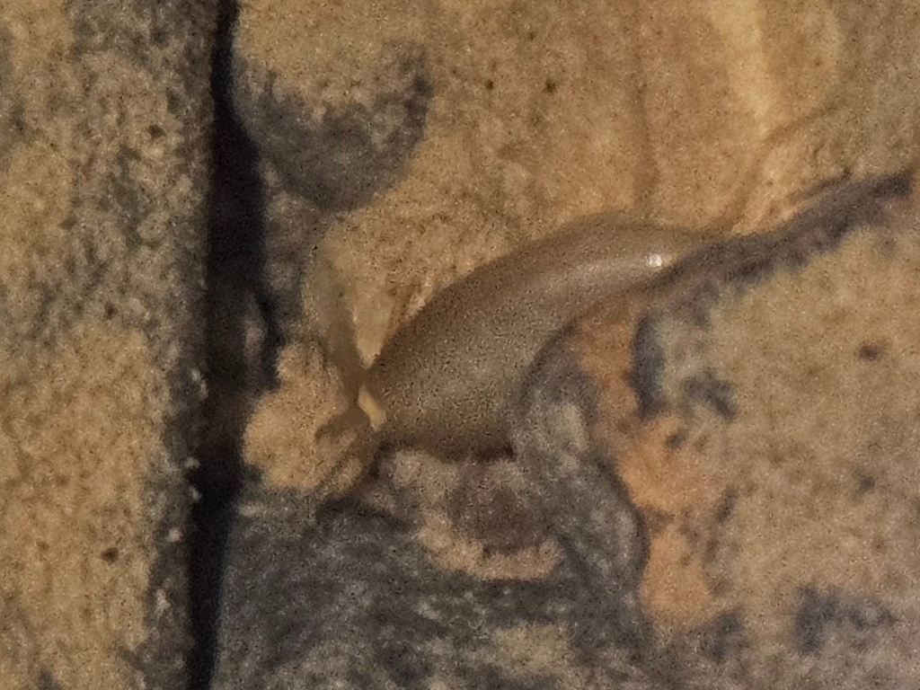 Indiana Cave Amphipod