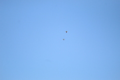 Amazona albifrons