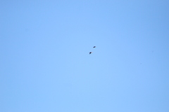 Amazona albifrons