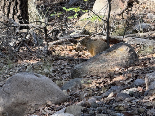 Mexican Fox Squirrel observed by zaccota