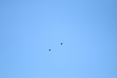 Amazona albifrons