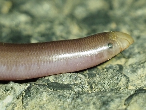 Prong-snouted Blind Snake sighting