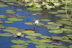 Nymphaea pulchella