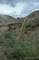 Cleistocactus buchtienii