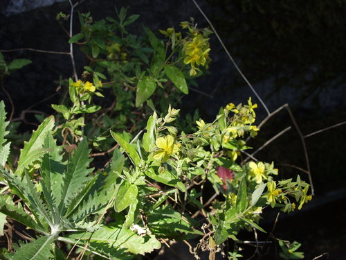 Helianthemum broussonetii image