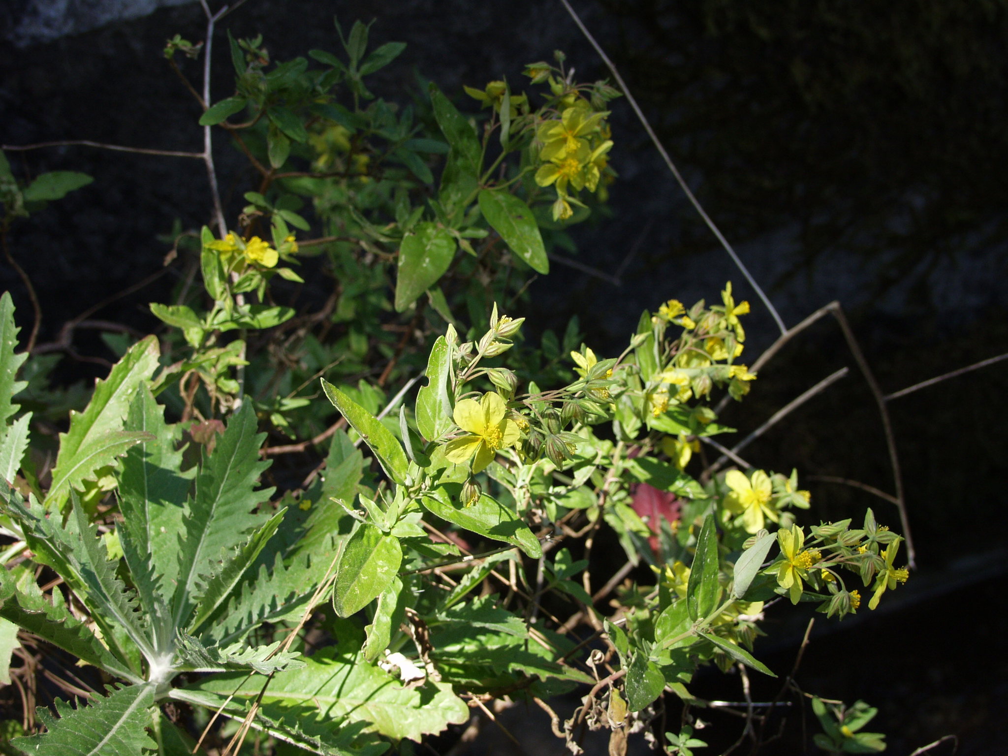 Helianthemum broussonetii