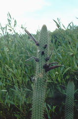 Cleistocactus buchtienii