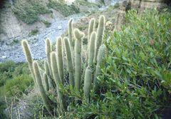 Cleistocactus buchtienii