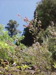 Micromeria herpyllomorpha subsp. herpyllomorpha image