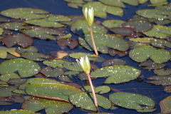 Nymphaea pulchella