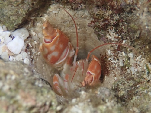 Corallianassa oahuensis, 2025-11-06