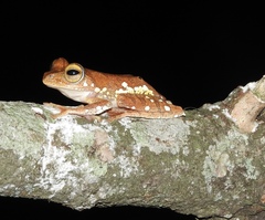 Rhacophorus margaritifer