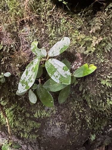 Peperomia leptostachya observed 2025-12-08